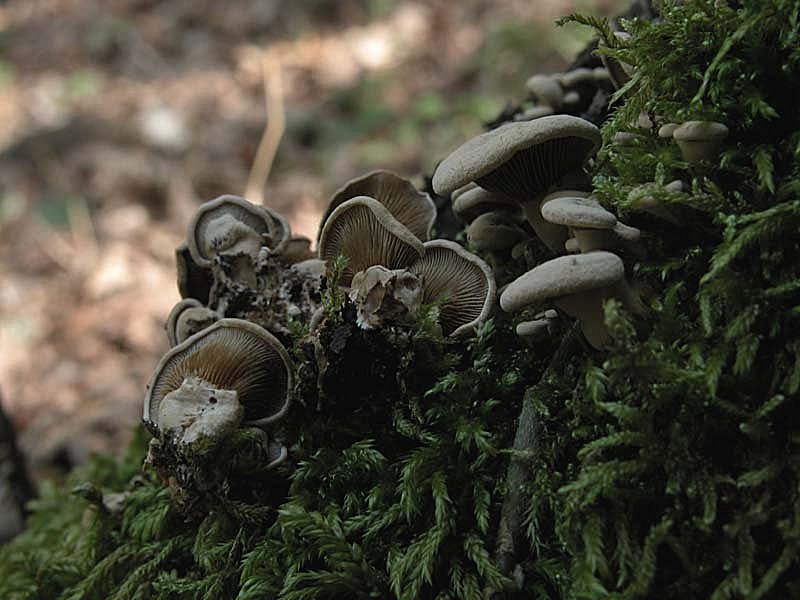 Due giorni di raccolta in 20 foto